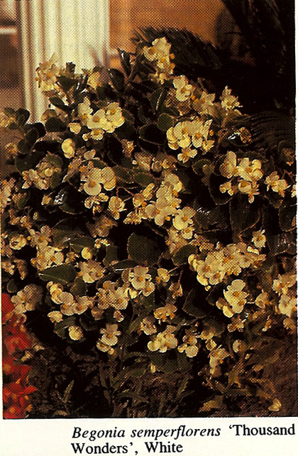 B. ‘Thousand Wonders White’